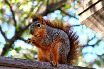 Low angle view of squirrel on tree