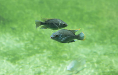 Close-up of fish swimming in sea