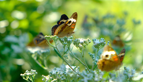 Close-up of butterfly on flower