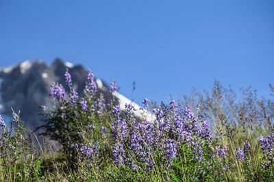 Close-up of purple flowers blooming in field