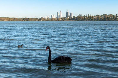 Swans swimming in lake