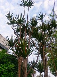 Low angle view of palm trees against sky