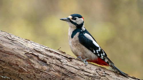 Close-up of bird perching on a branch