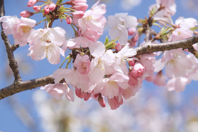 Close-up of cherry blossoms in spring