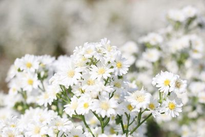 Close-up of white daisy flowers