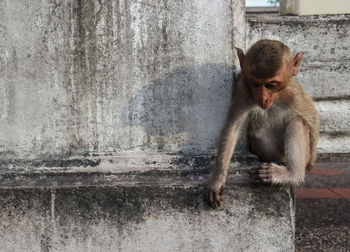 Monkey sitting on concrete wall