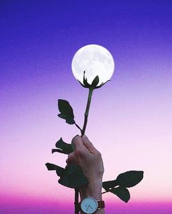 Low angle view of silhouette flowering plant against clear sky