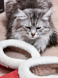 Close-up of cat resting on floor