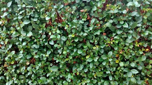 Full frame shot of plants