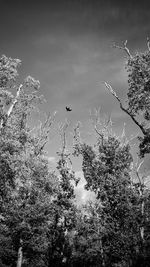 Low angle view of birds perching on tree against sky