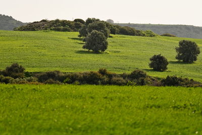 Scenic view of agricultural field against sky