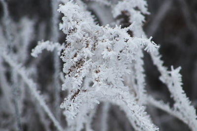 Close-up of frozen plant during winter