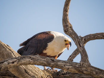 Low angle view of fish eagle perching and eating on tree against clear sky, chobe national park, botswana