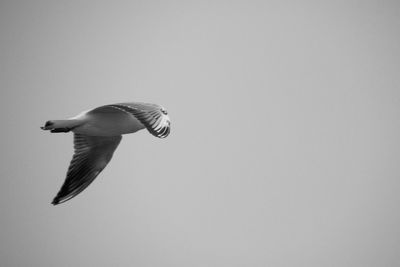 Bird on wall