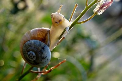 Close-up of snail on plant