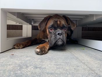 Portrait of dog resting on floor at home