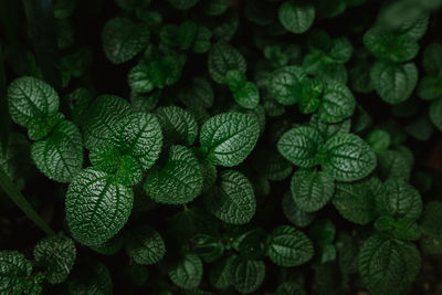 Full frame shot of fresh green leaves