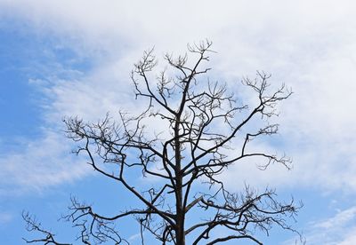 Low angle view of bare tree against sky