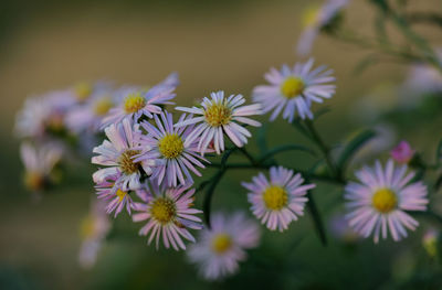 Close-up of purple flowering plants in park