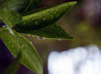 Close-up of wet leaf