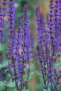 Close-up of purple flowers