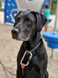 Close-up of dog looking away