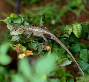 Close-up of lizard on plant