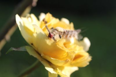 Close-up of caterpillar on yellow flower
