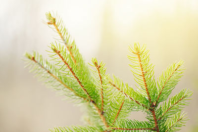 Close-up of pine tree leaves