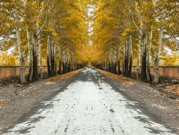 Road amidst trees in forest during autumn