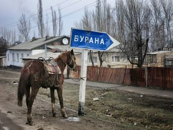 Horse standing by sign board on field