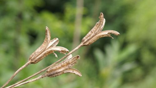 Close-up of plant against blurred background