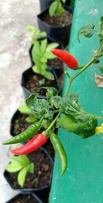 High angle view of red chili peppers