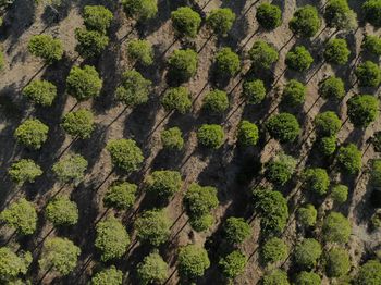 Drone shot of pine tree forest 