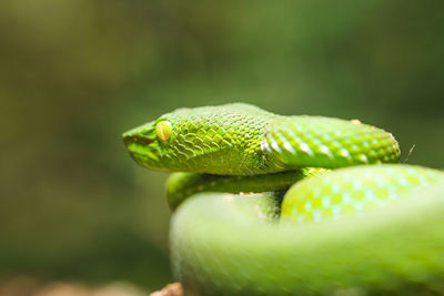 Close-up of green lizard