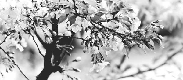 Close-up of leaves on branch