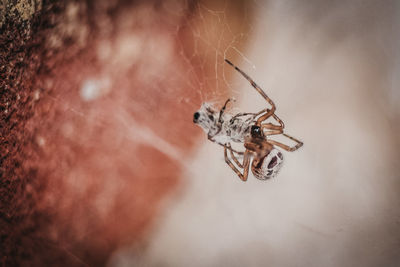 Close-up of spider