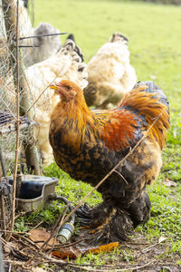 Rooster brahma drink water in the field