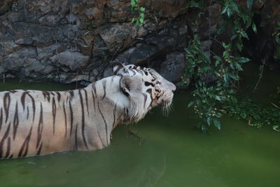Cat in a zoo
