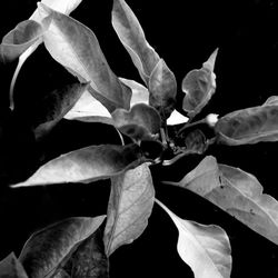 Close-up of flower against black background