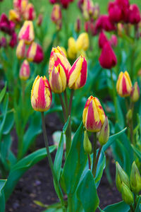 Close-up of flowers