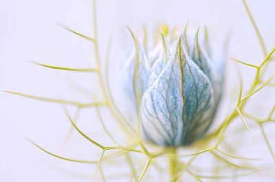 Close-up of flower bud against sky