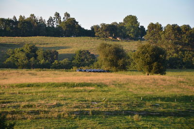 View of trees on landscape against clear sky