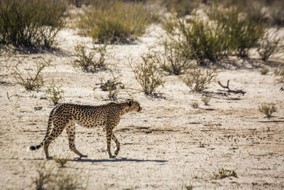 Cheetah walking on dry land in kgalagadi transfrontier park, south africa 