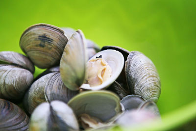 Close-up of seashell