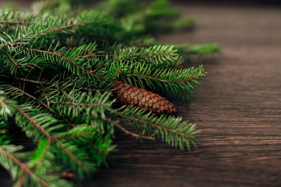 Close-up of pine cone on table