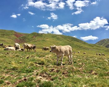 Cows grazing on field against sky