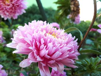 Close-up of pink flower