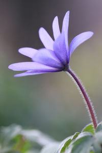 Close-up of purple flowering plant