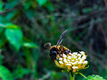 Close-up of bee on flower